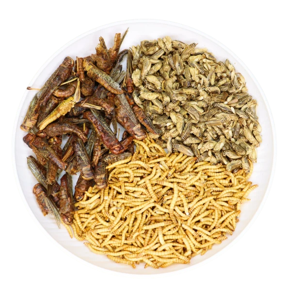 Mixed Freeze Dried Insects